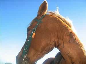 Bon Accord Horse Riding, Horse trails in Gauteng