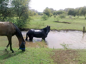Horse trails in Joburg