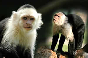Pretoria Mystic Monkeys and Feathers Wildlife Park Capuchins, Pretoria Zoo and wildlife, Wildlife Park Pretoria