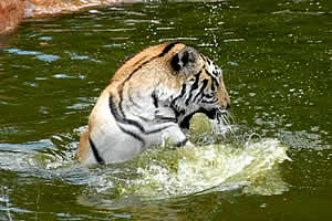 Pretoria Mystic Monkeys and Feathers Wildlife Park Tiger, Pretoria Zoo and wildlife, Wildlife Park Pretoria