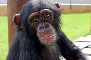 Pretoria Mystic Monkeys and Feathers Wildlife Park, Pretoria Zoo and wildlife, Wildlife Park Pretoria