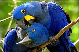 Pretoria Mystic Monkeys and Feathers Wildlife Park Parrots, Pretoria Zoo and wildlife, Wildlife Park Pretoria