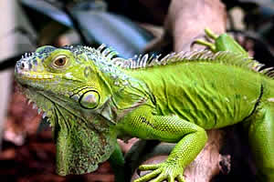 Pretoria Mystic Monkeys and Feathers Wildlife Park Chameleon, Pretoria Zoo and wildlife, Wildlife Park Pretoria