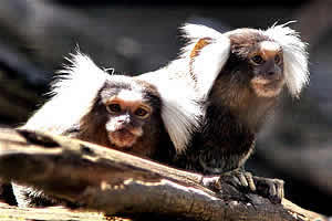 Pretoria Mystic Monkeys and Feathers Wildlife Park Marmoeset, Pretoria Zoo and wildlife, Wildlife Park Pretoria