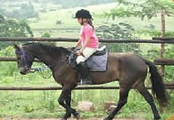 Saddle Creek Ranch, Things to do Gauteng, Horse Riding Gauteng, Magaliesberg Horse Riding Trails