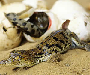 Crocodile enclosures in Johannesburg, Crocodile enclosures in Gauteng, Brits Crocodile Enclosures