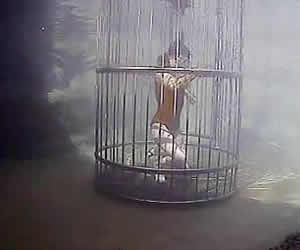 Cage Diving in Gauteng, Cage Diving in Joburg, Cage Diving in Brits