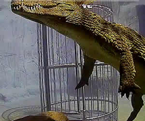 Crocodile cage diving in Brits, Gauteng diving