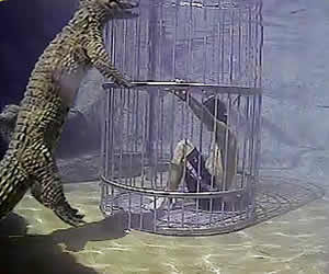 Cage diving in Joburg, Cage diving in Gauteng, Southern Palace Crocodile Adventures