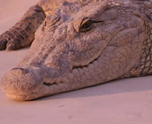 Brits Crocodile camp, Crocodile Camp in Brits