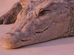 Crocodile enclosures in Johannesburg, Crocodile enclosures in Gauteng, Brits Crocodile Enclosures