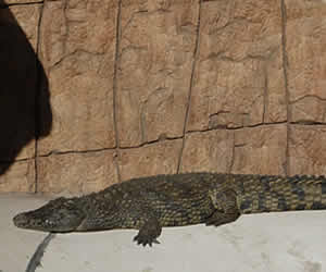 Southern Palace crocodile adventures, crocodile educational programmes in Gauteng, crocodile educational programmes in Johannesburg, Crocodile educational programmes in Brits