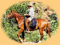Horse riding in Pretoria, Horse trails in Gauteng